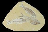 Diplomystus With Two Knightia Fossil Fish - Green River Formation #138612-1